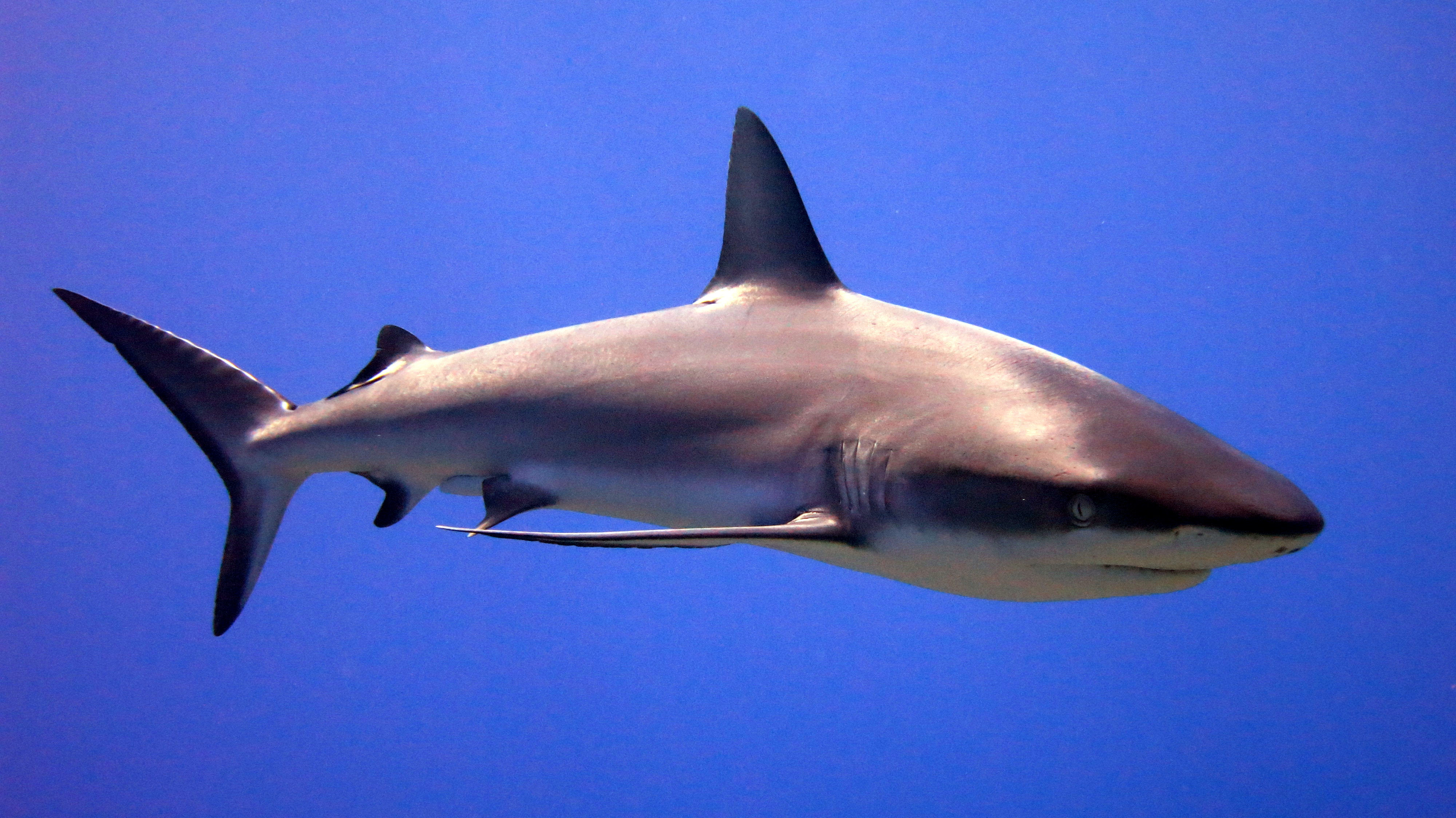 sharky